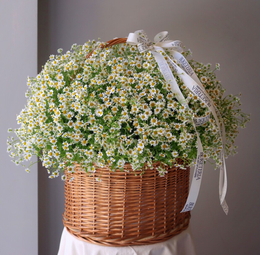 Decorative arrangement of white matricaria in a basket