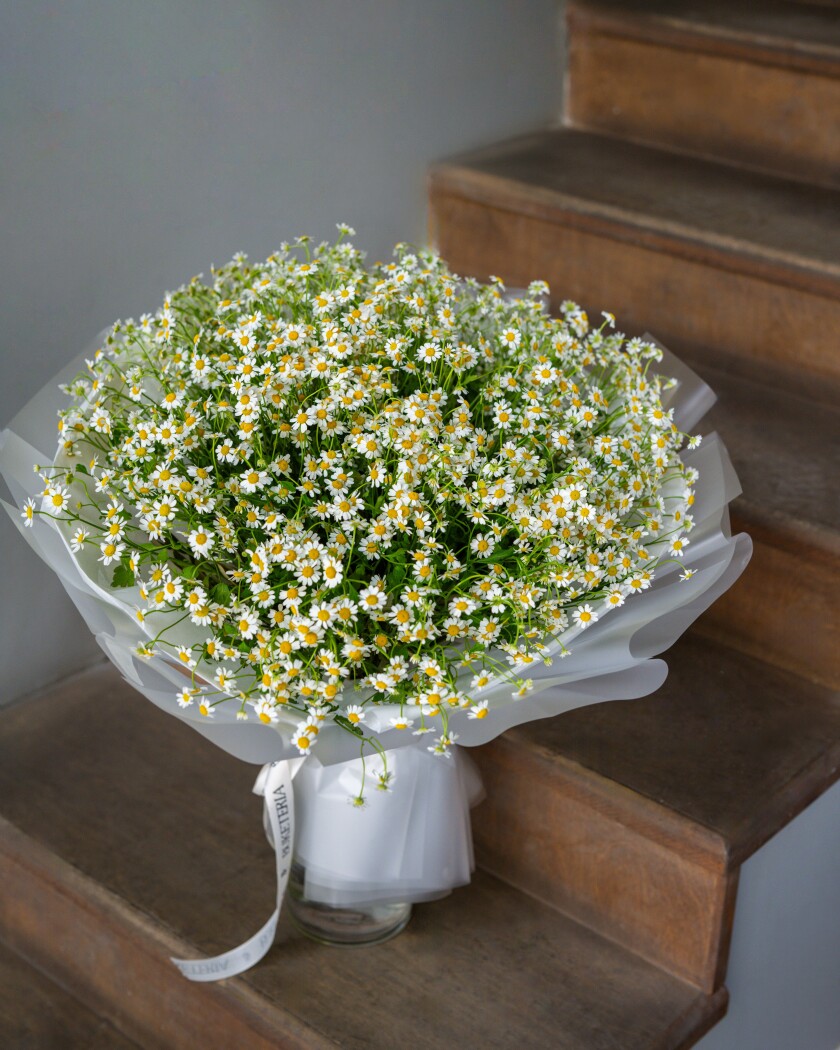 Mono bouquet of white matricaria
