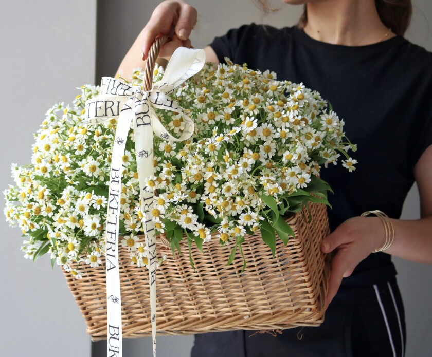 Decorative arrangement of white matricaria in a basket