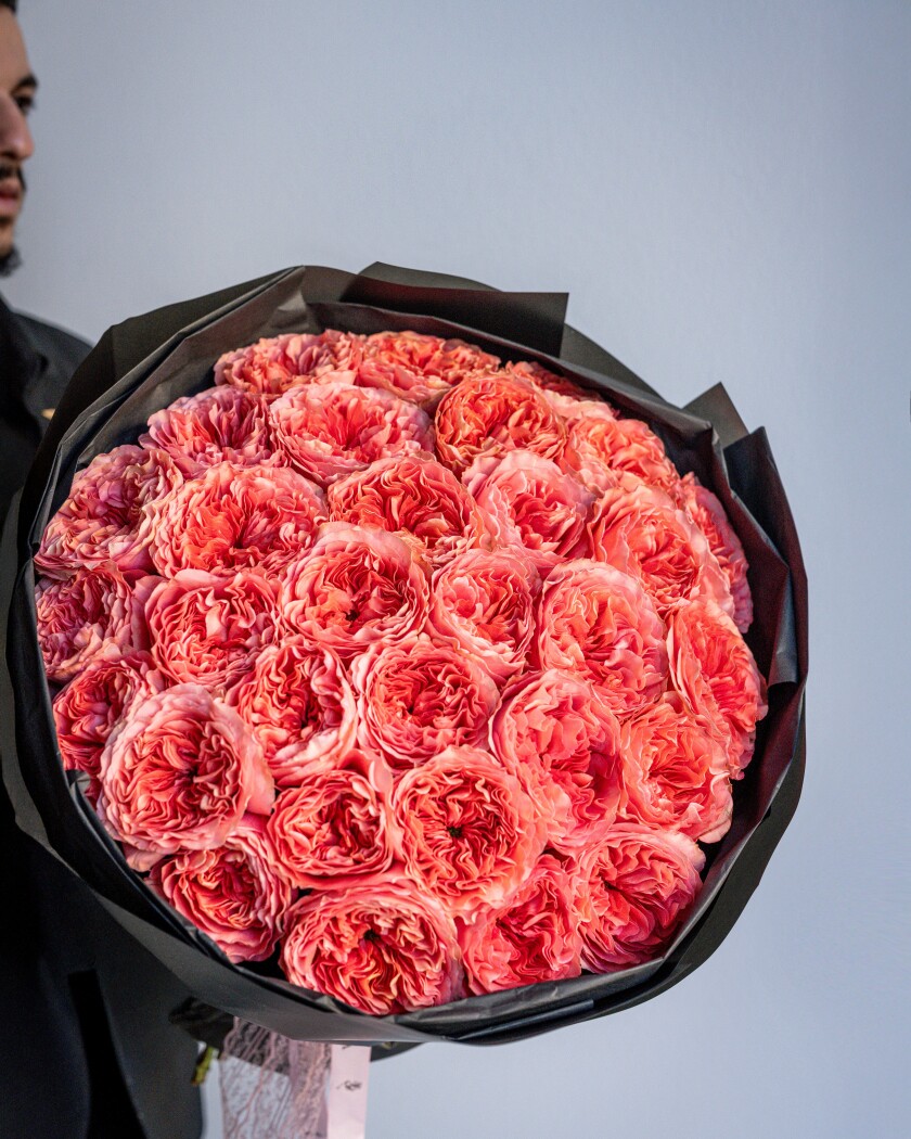 Thirty-one peach garden roses