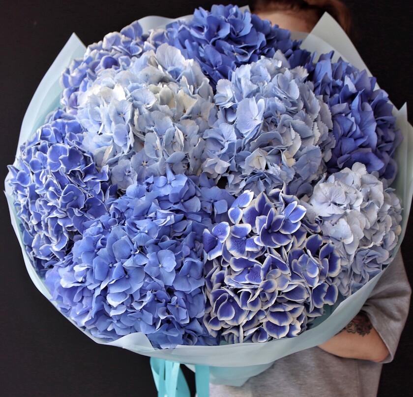 Nine blue hydrangeas in waterproof paper