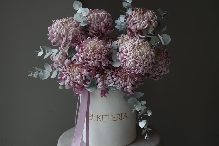 Thirteen dusty pink pompon chrysanthemums in a box