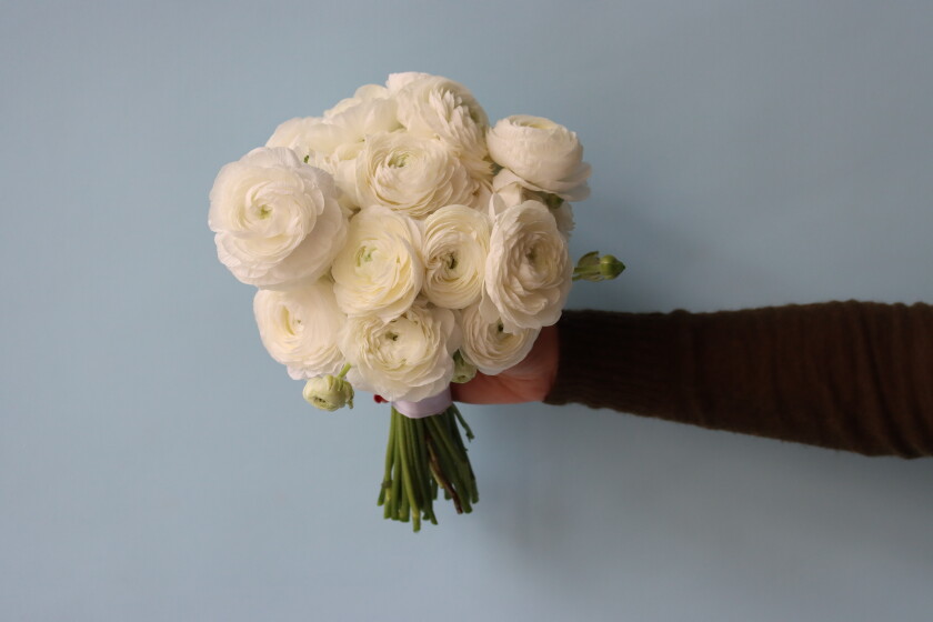 Twenty-five white ranunculus in a hand-tied bouquet
