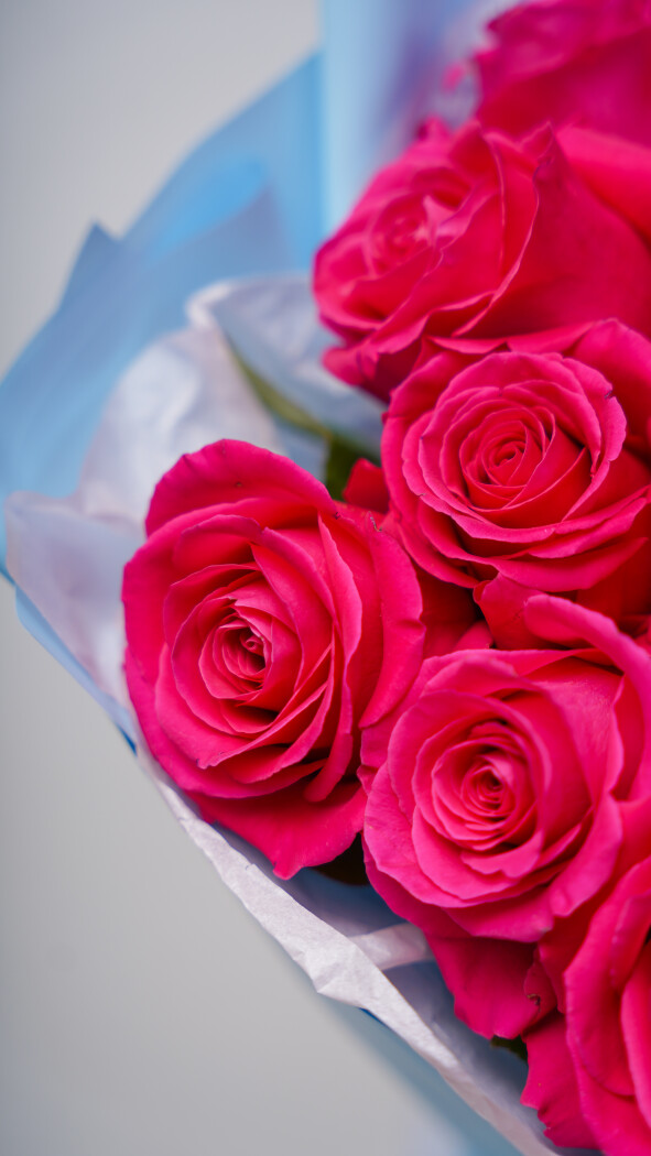 15 малиновых роз в оформлении №66