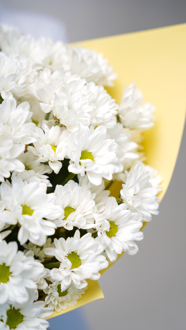 11 белых ромашковых хризантем в оформлении №78