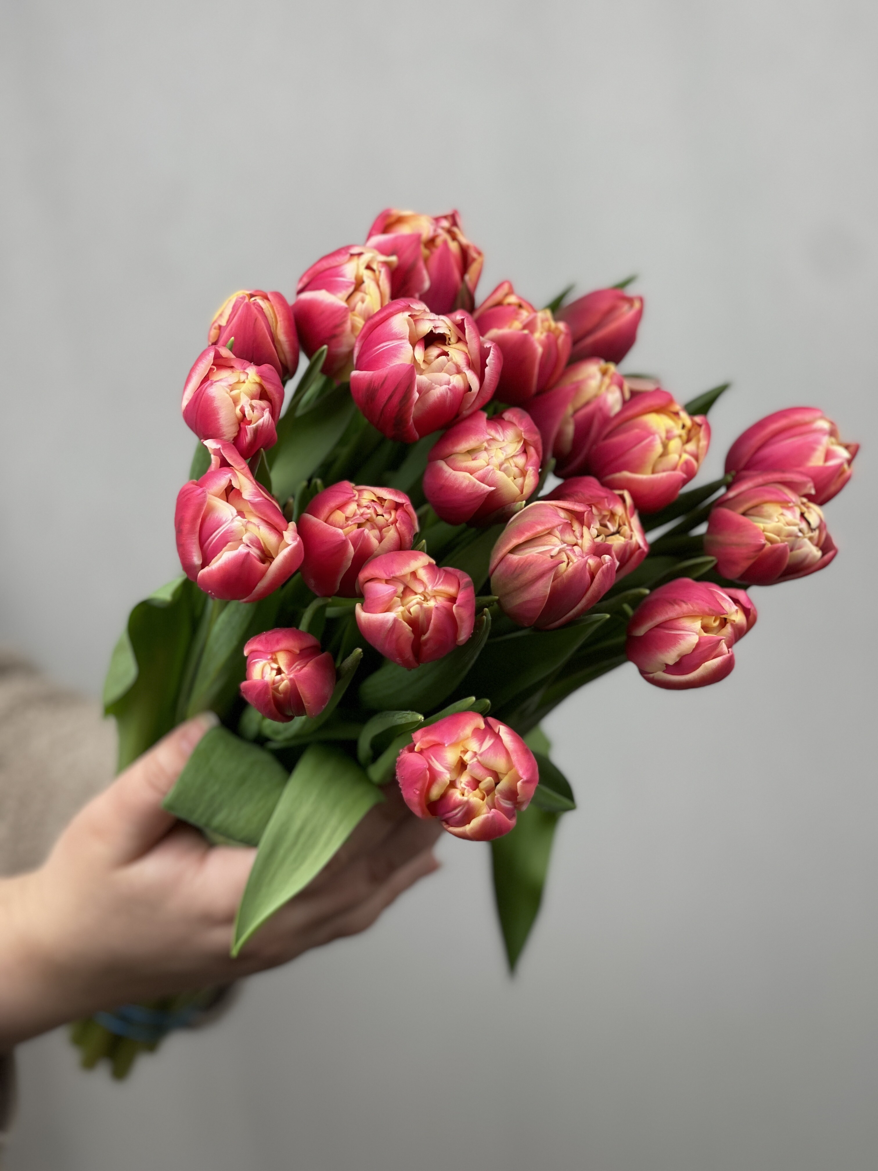 35 пионовидных тюльпанов в оформлении №360 (tovar_360)