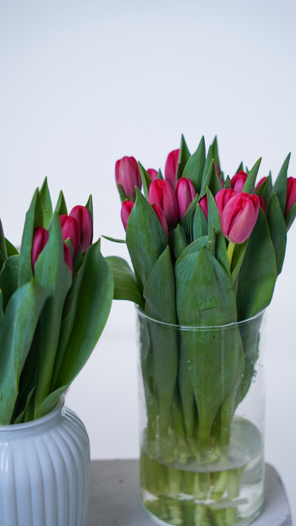 Охапка красных тюльпанов №386