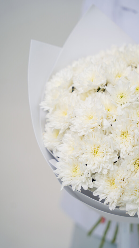 11 белых хризантем в оформлении №72