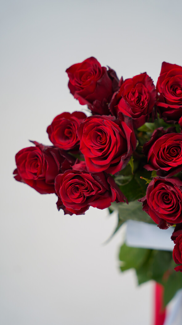 15 красных метровых роз под ленту №48