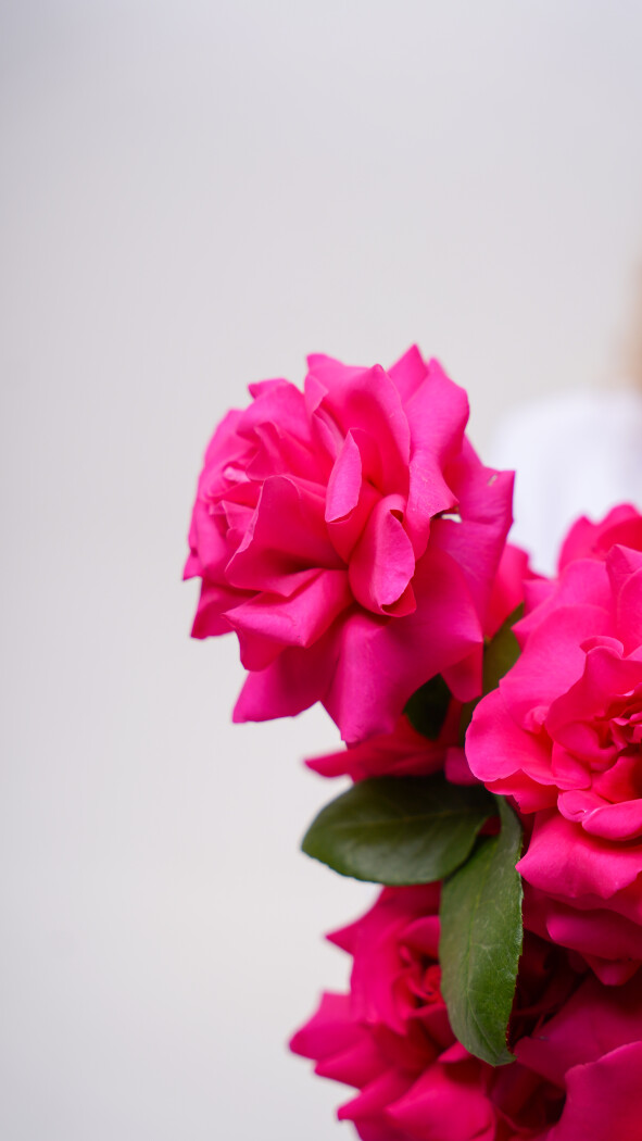 9 малиновых роз под ленту №274