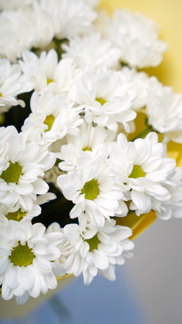 9 белых ромашковых хризантем в оформлении №77