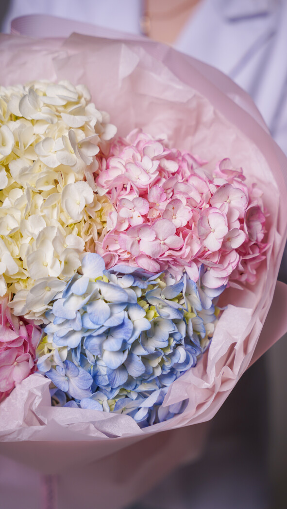 5 гортензий микс в оформлении №305