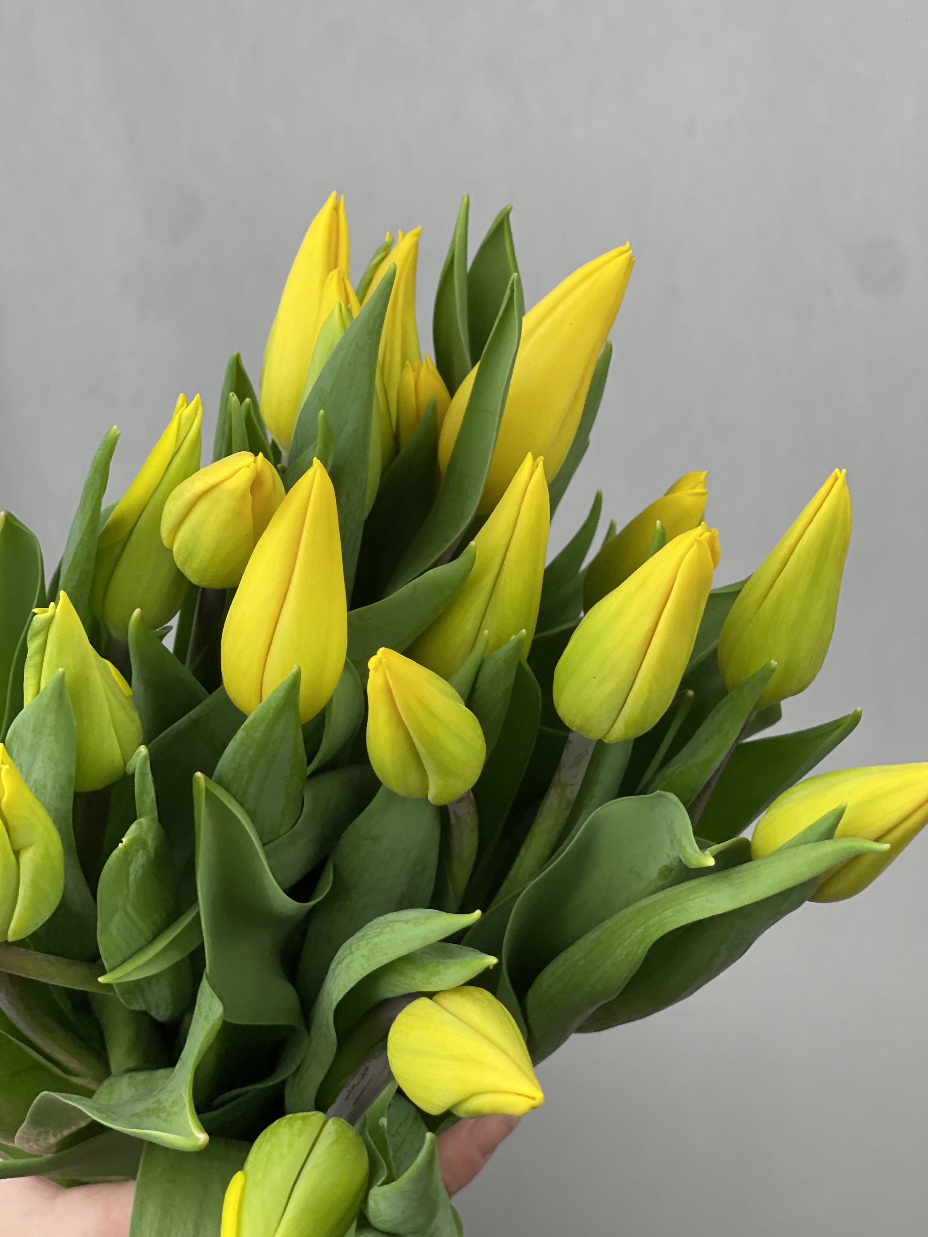 15 желтых тюльпанов в оформлении №368 (tovar_368)