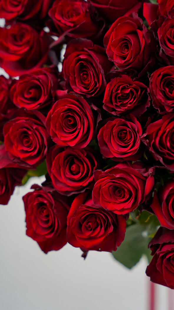 51 красная метровая роза под ленту №50