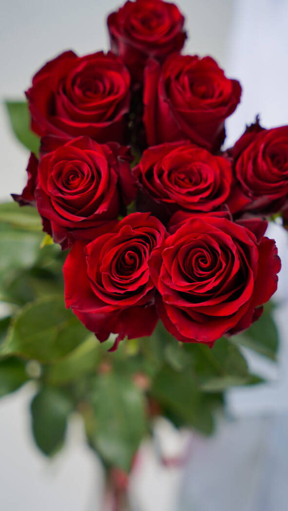 9 красных метровых роз под ленту №47