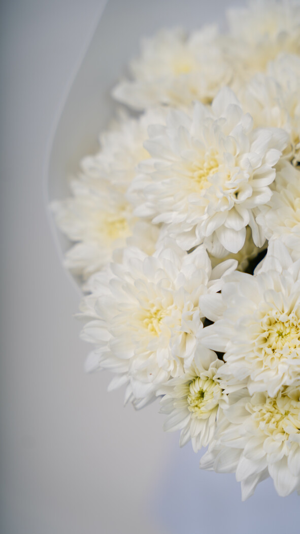 5 белых хризантем в оформлении №70