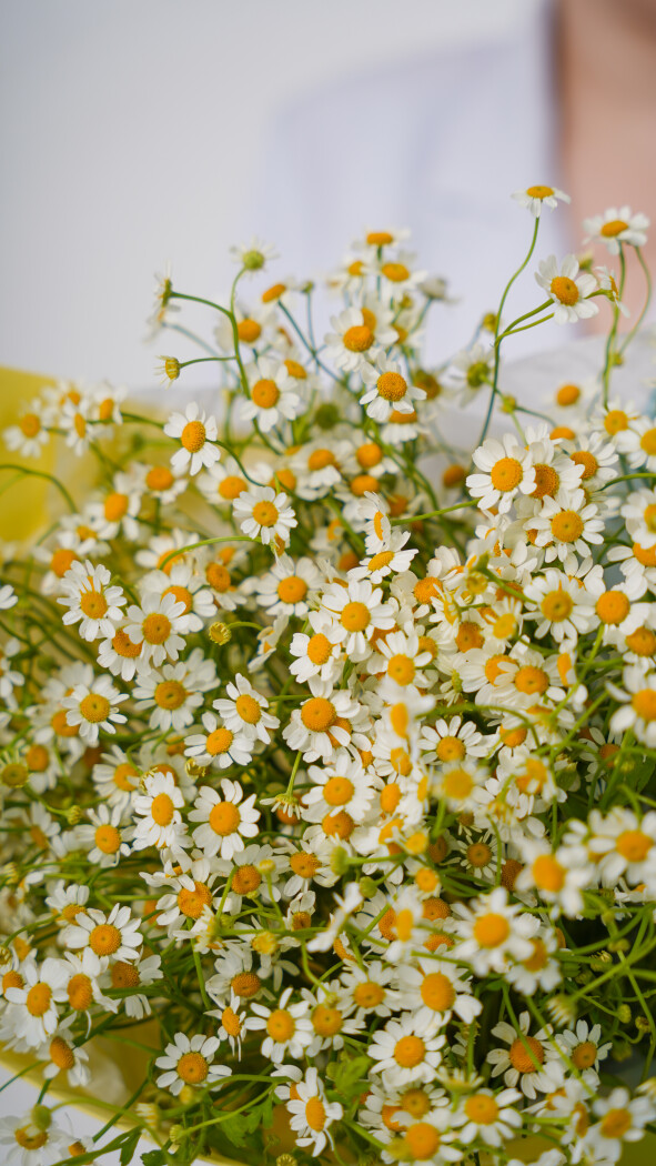 9 ромашек в оформлении №119