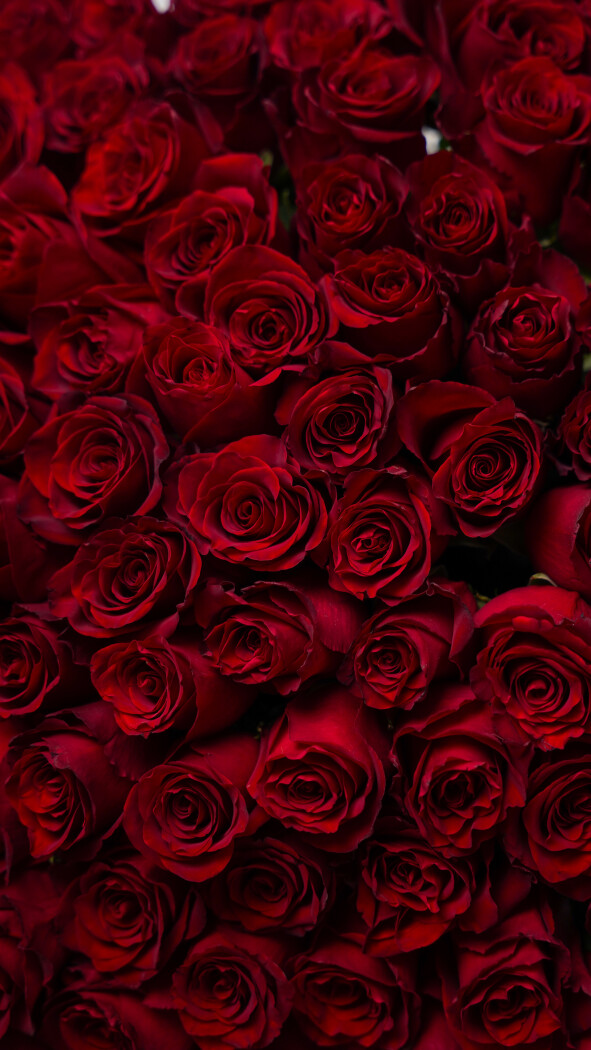 101 красная метровая роза под ленту №51