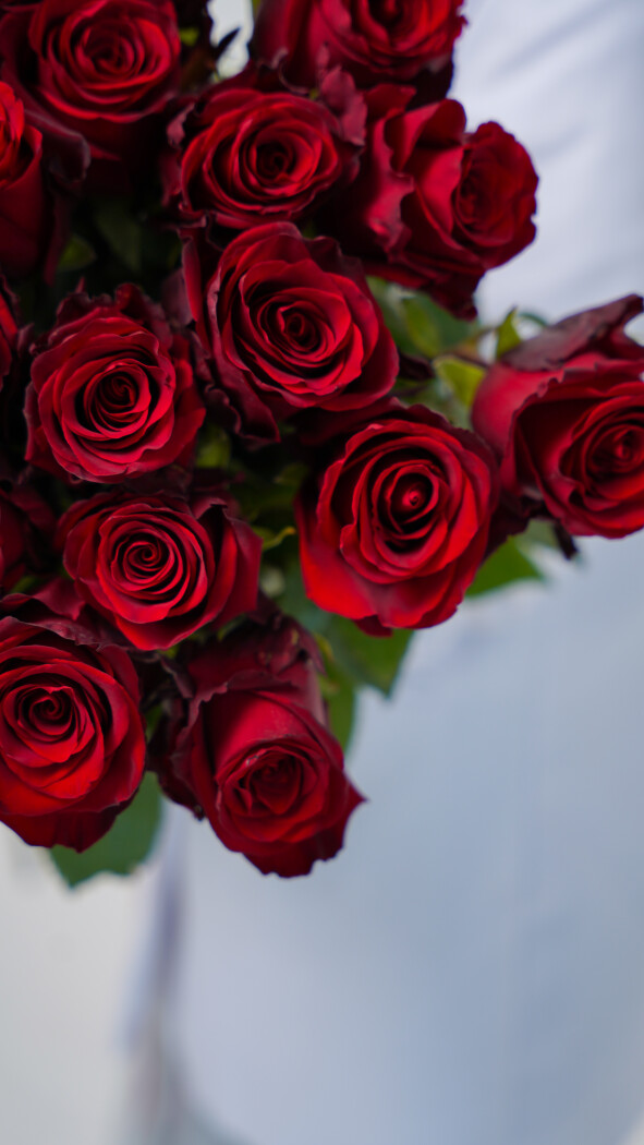 25 красных метровых роз под ленту №49