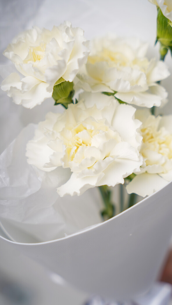 5 белых диантусов в оформлении №100