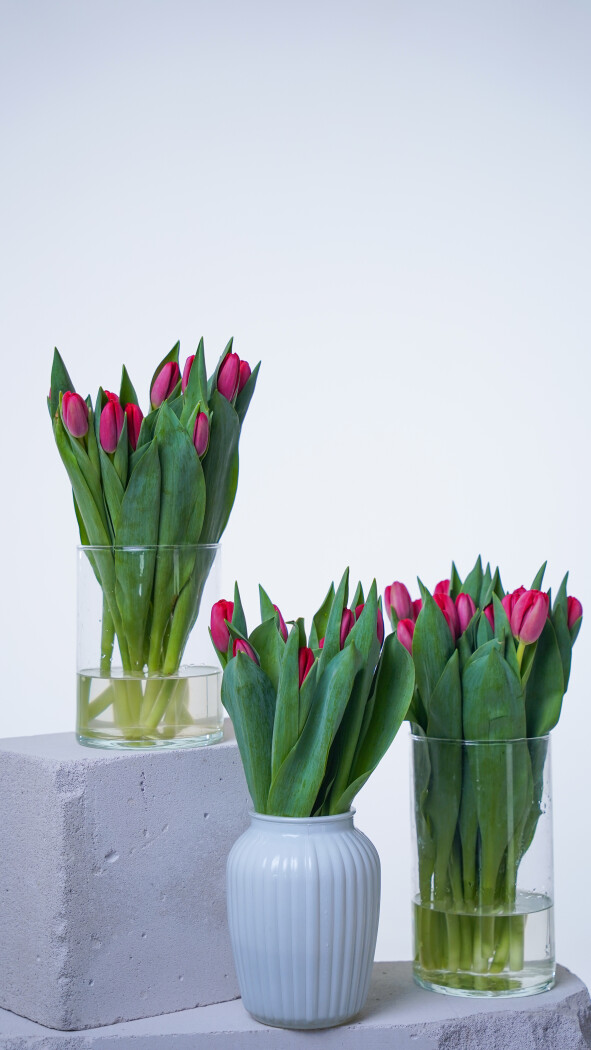 Охапка красных тюльпанов №386