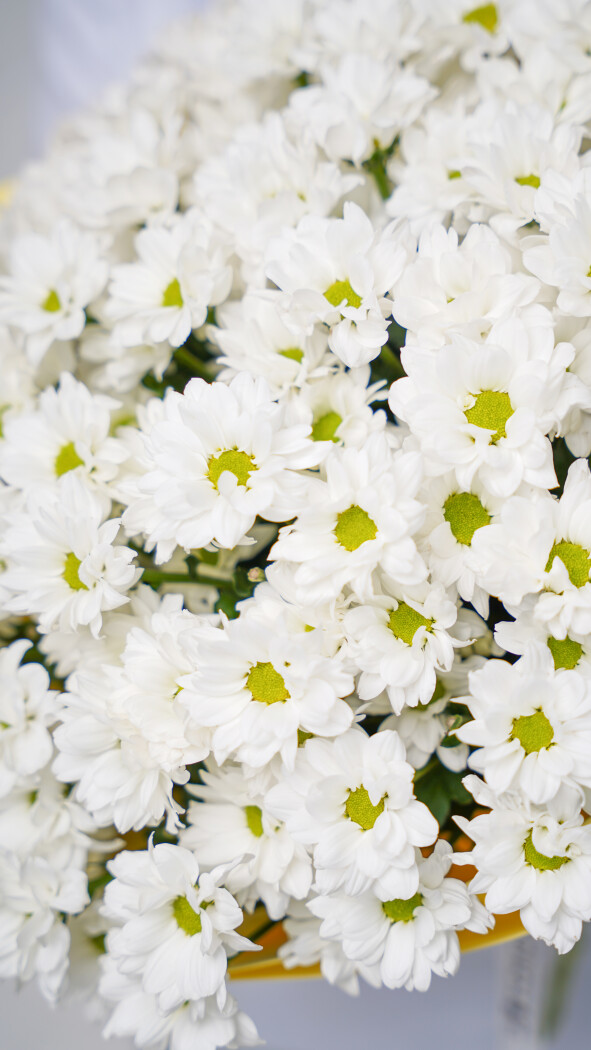 15 белых ромашковых хризантем в оформлении №79