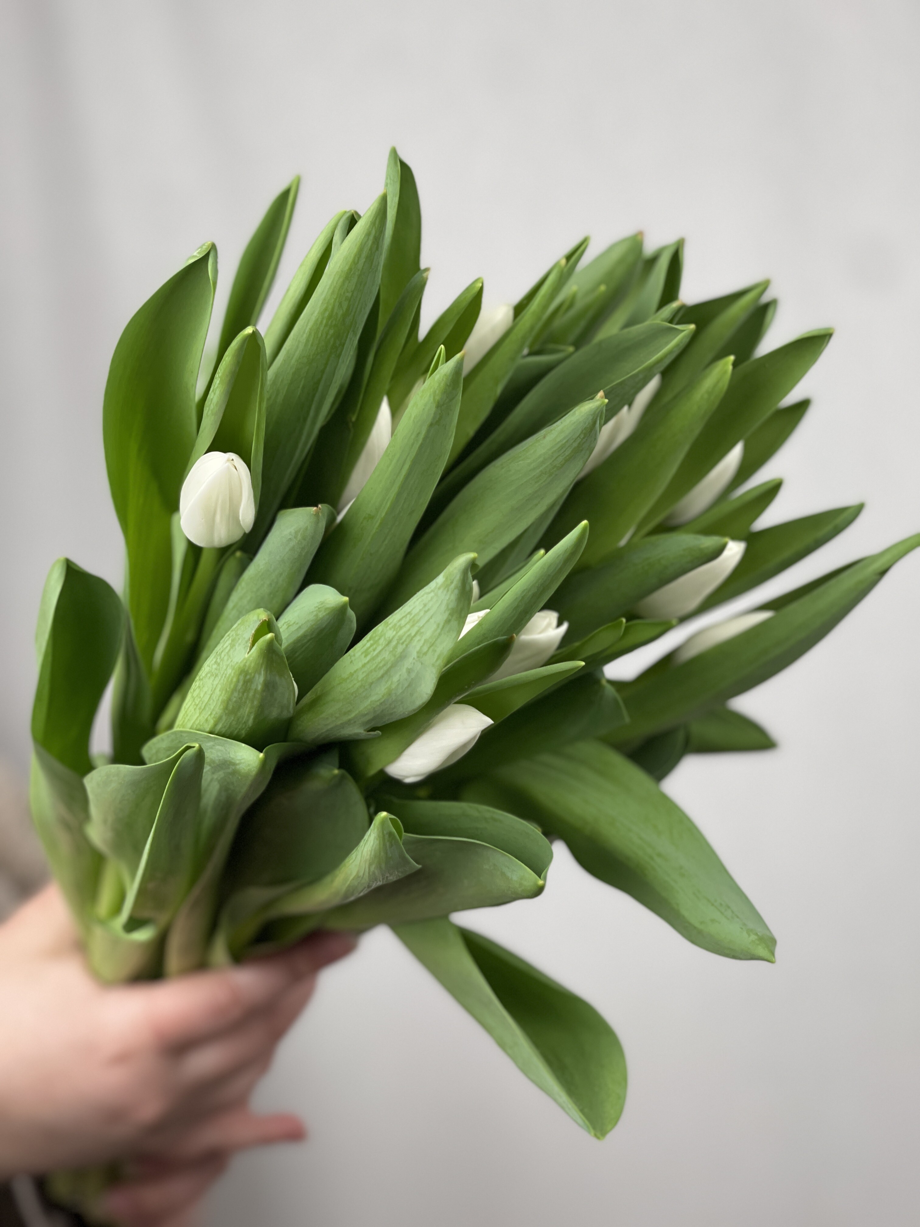 35 белых тюльпанов в оформлении №365 (tovar_365)