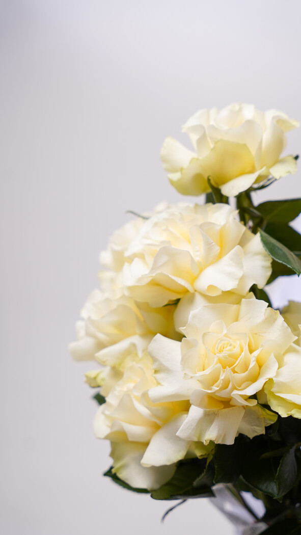 9 белых роз под ленту №277