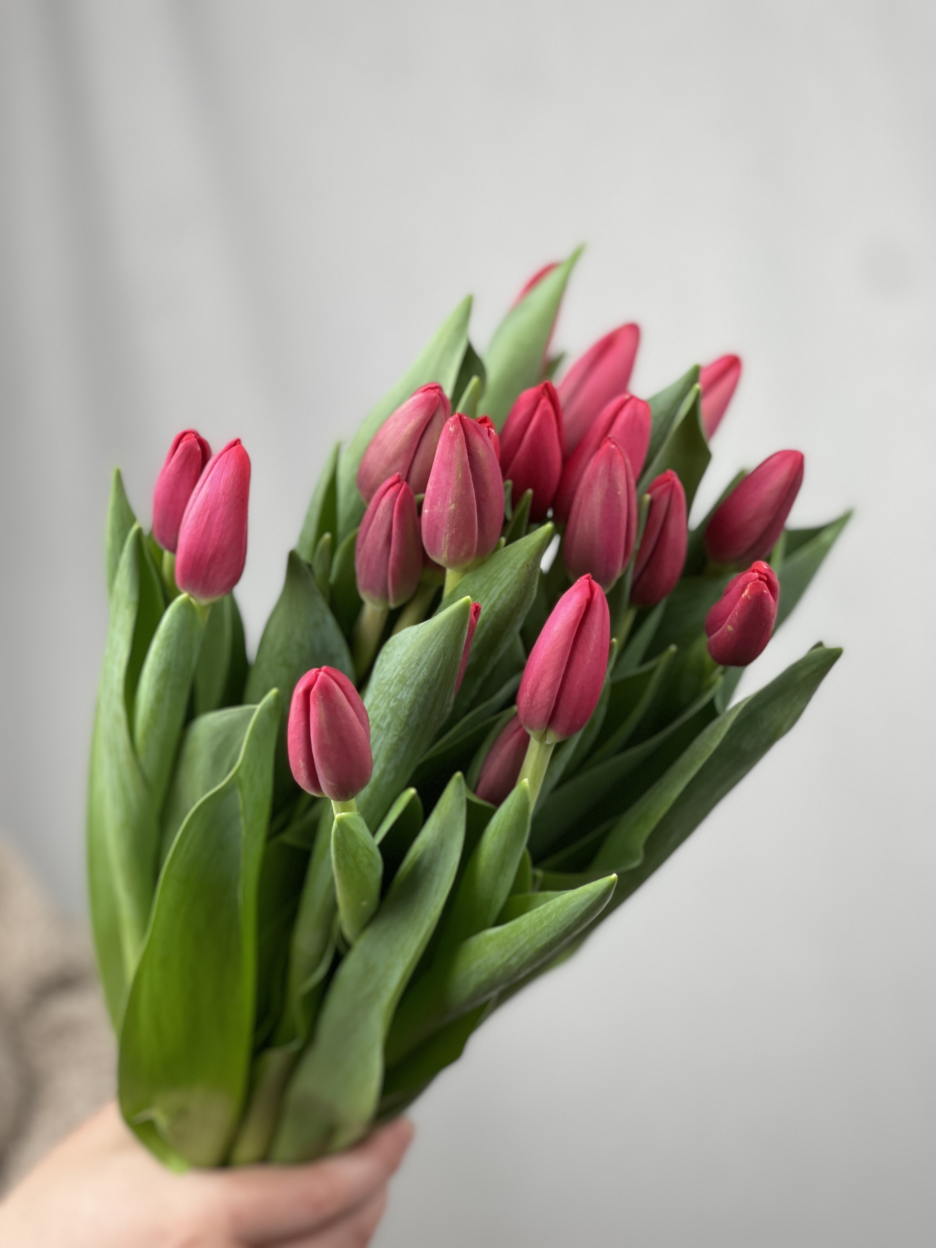 15 красных тюльпанов в оформлении №373 (tovar_373)