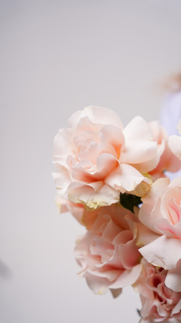 9 розовых роз под ленту №276