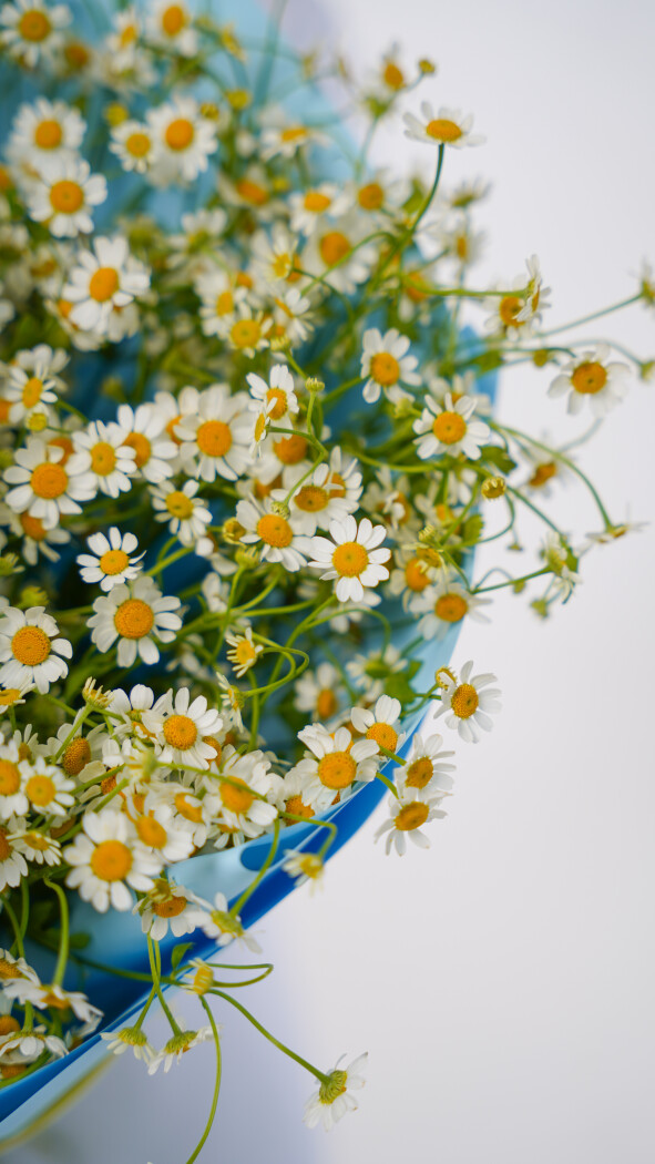 25 ромашек в оформлении №122