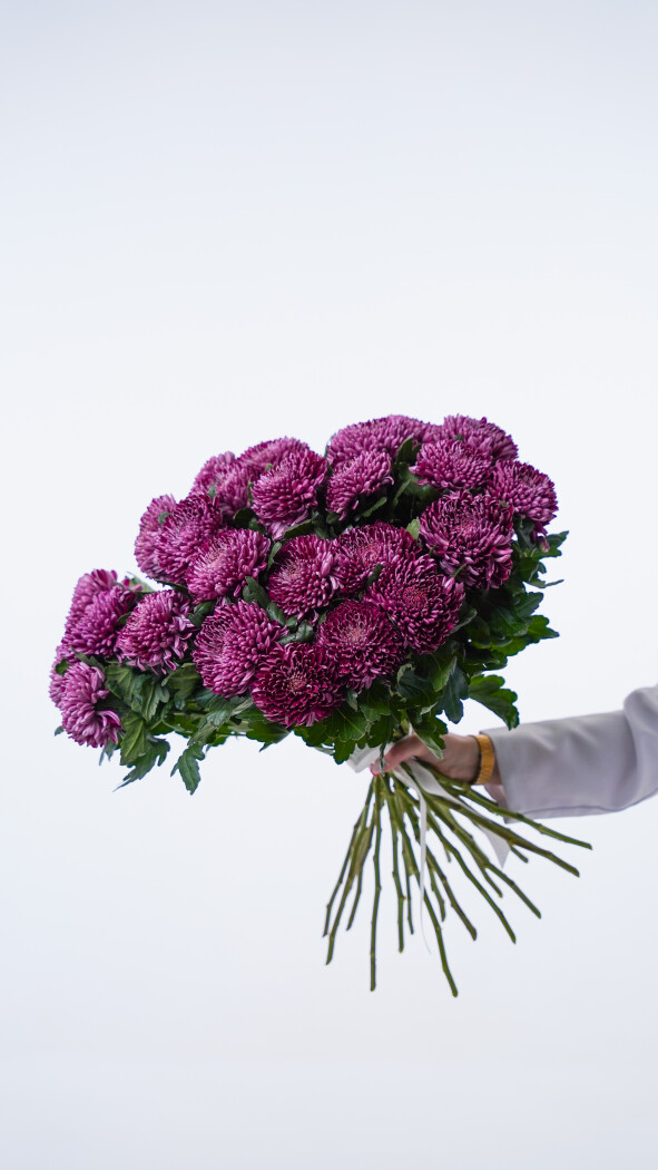 25 фиолетовых хризантем под ленту №424