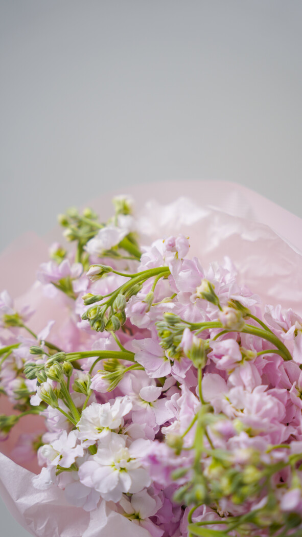 11 розовых маттиол в оформлении №126