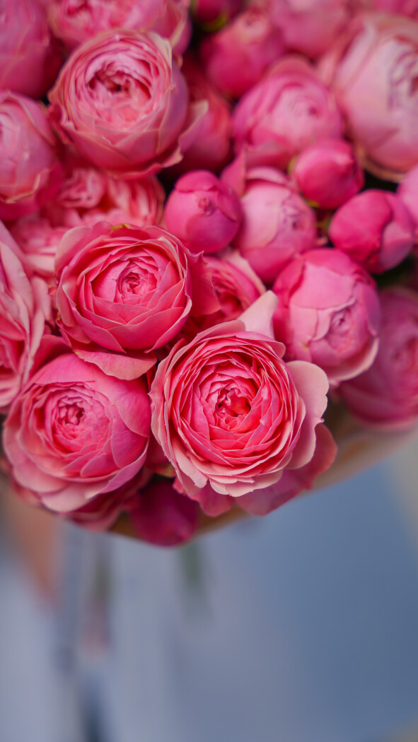 9 розовых кустовых роз в оформлении №26