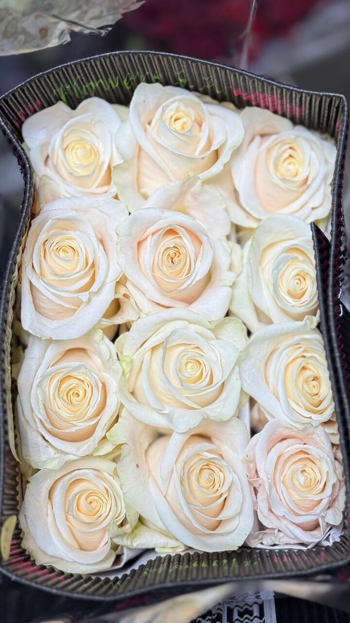 Банч «Vendela»