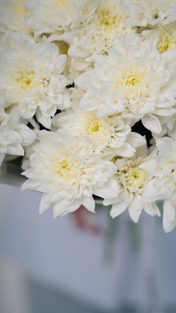 9 белых хризантем в оформлении №71