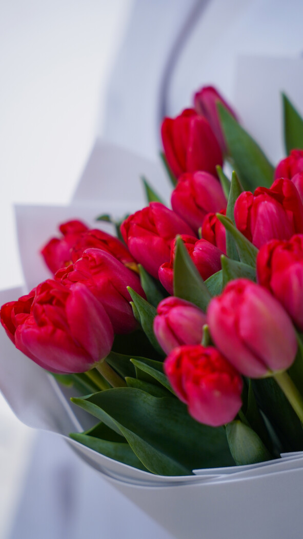 25 красных тюльпанов в оформлении №374