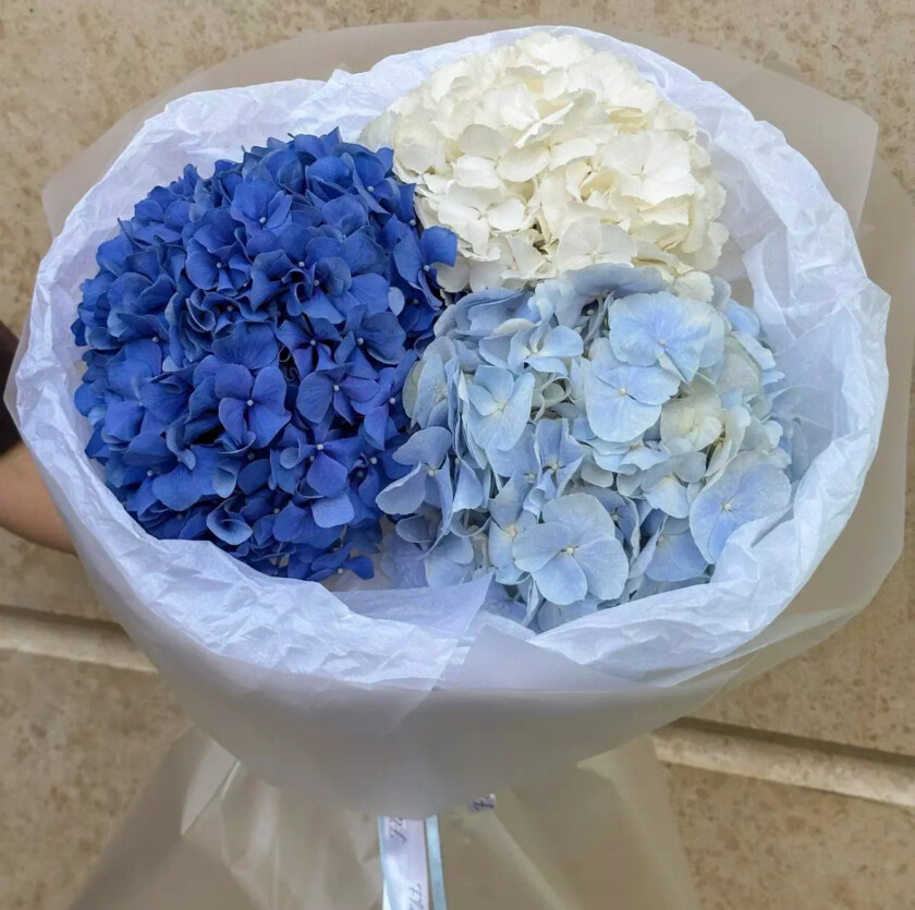 Голландская гортензия