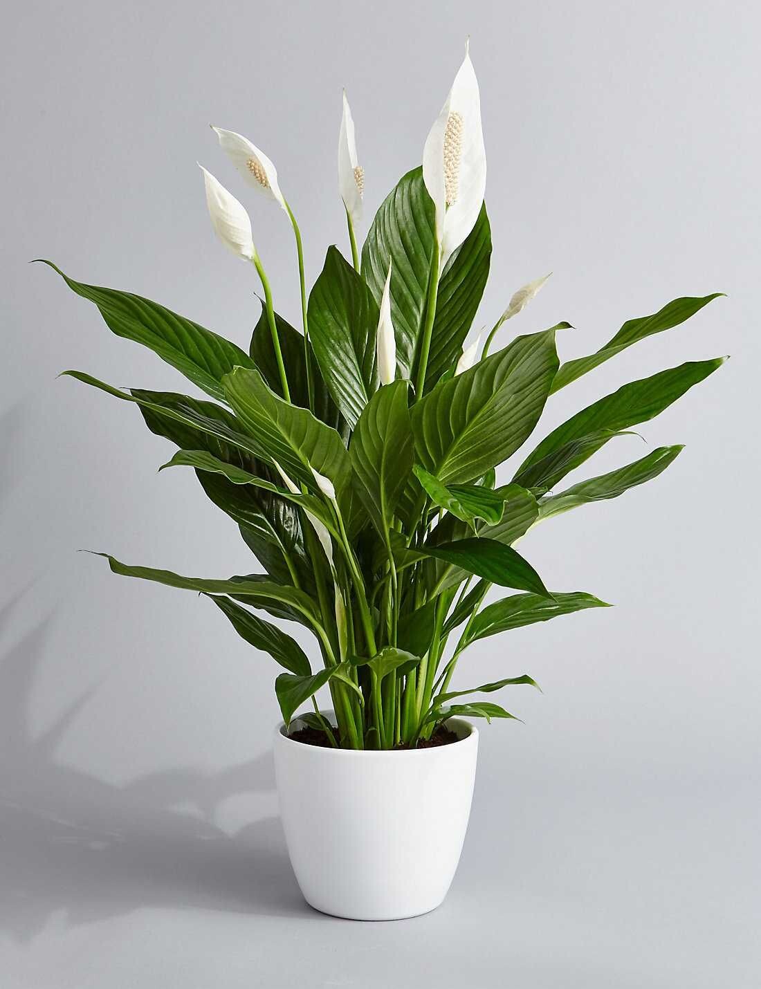 Спатифиллум геликониелистный (Spathiphyllum heliconiifolium)