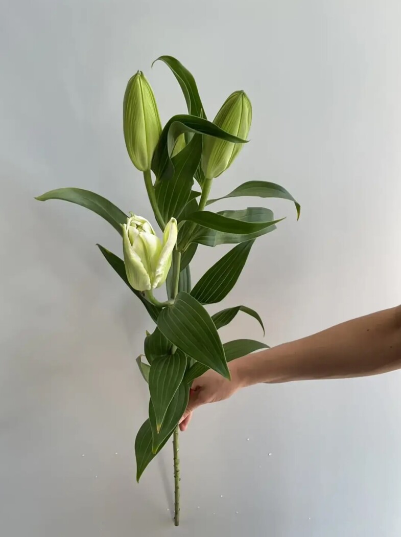 ЛИЛИЯ БЕЛАЯ