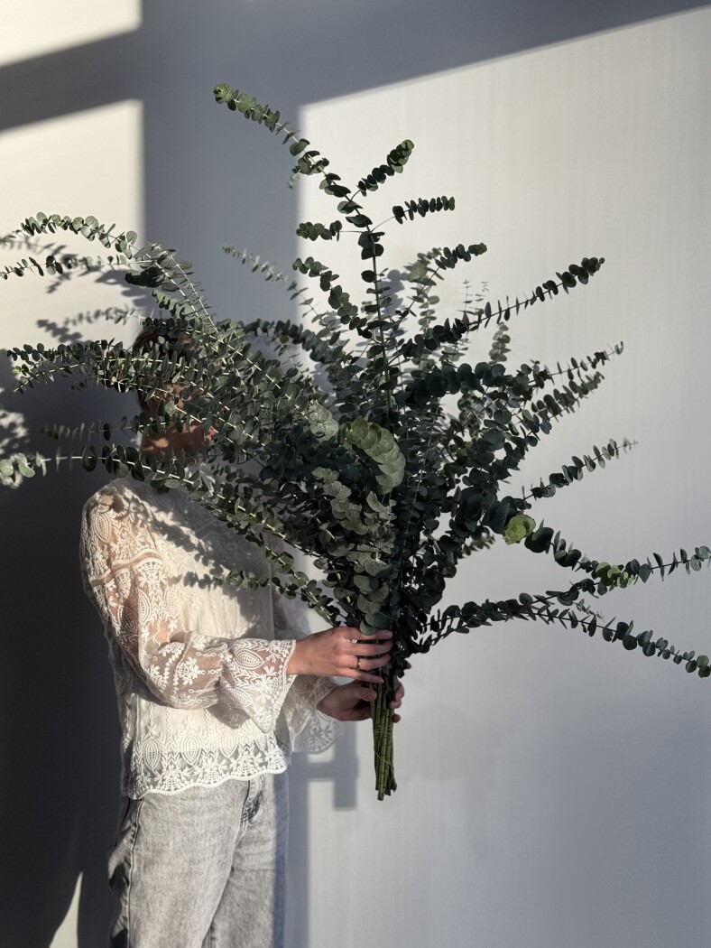 Акция банч ароматного эвкалиптом