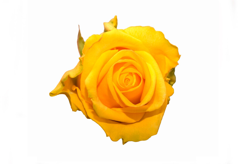 роза пенни лейн 50