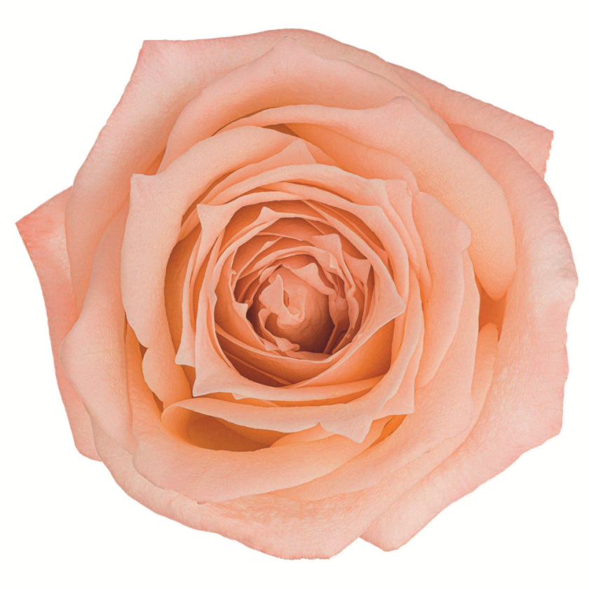 Роза Ариана 60