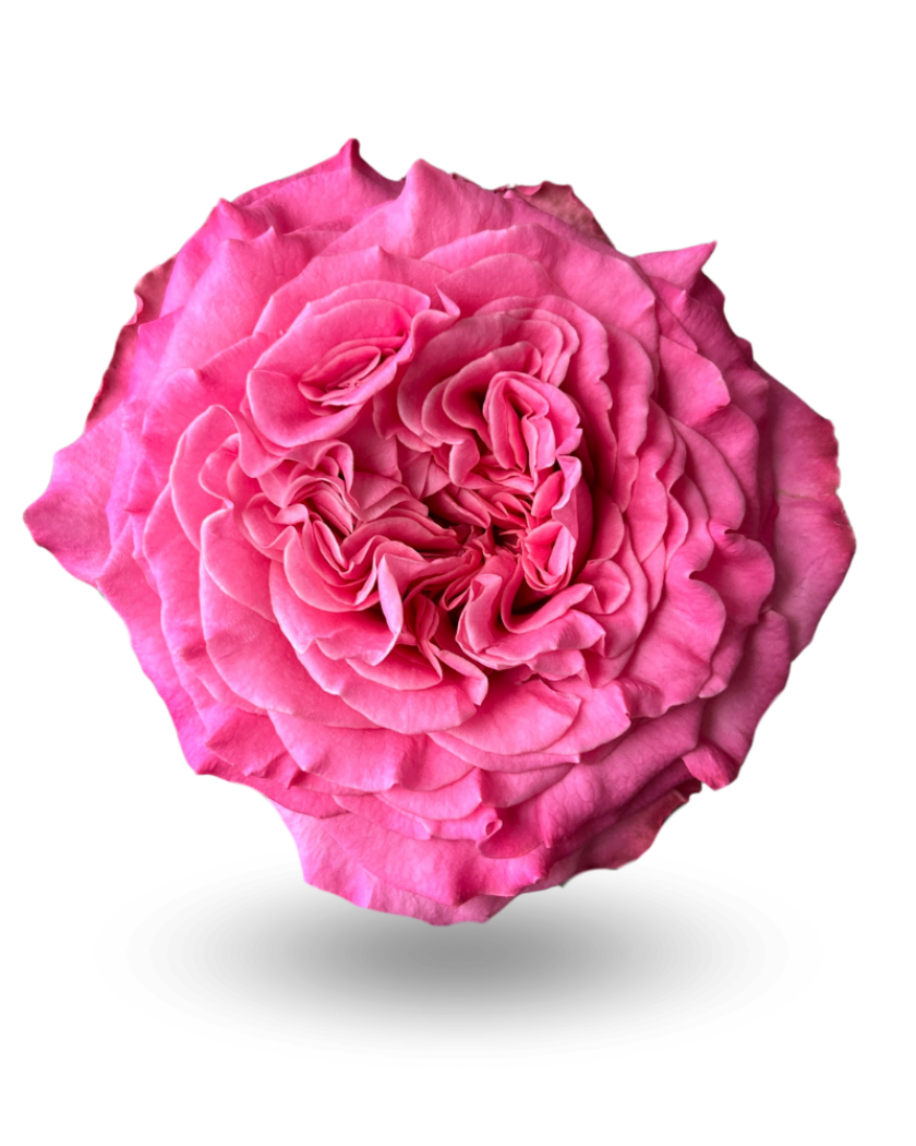 Роза пашин ин пинк 50