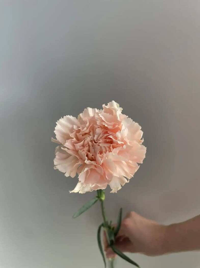 гвоздика одноголовая брют