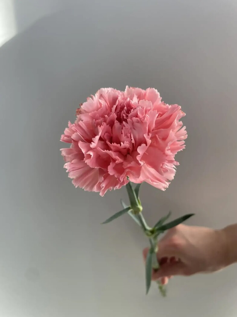 гвоздика одноголовая розовая