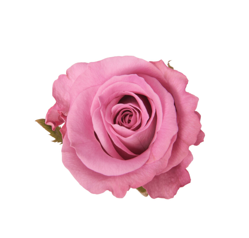 роза маритим 30