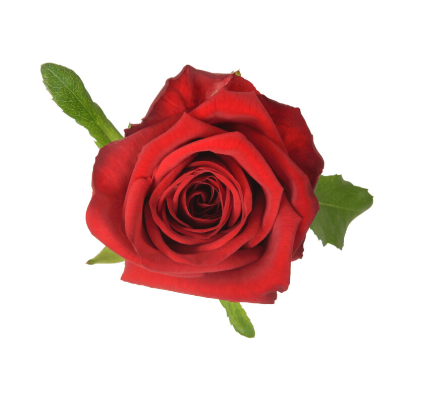 роза красная 60