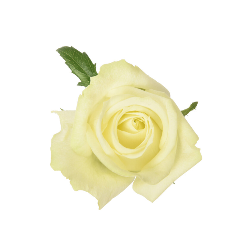 роза белая 50