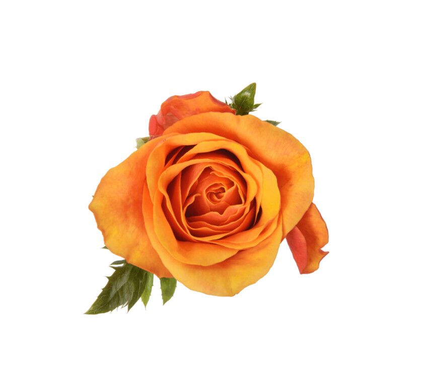 роза испания 70